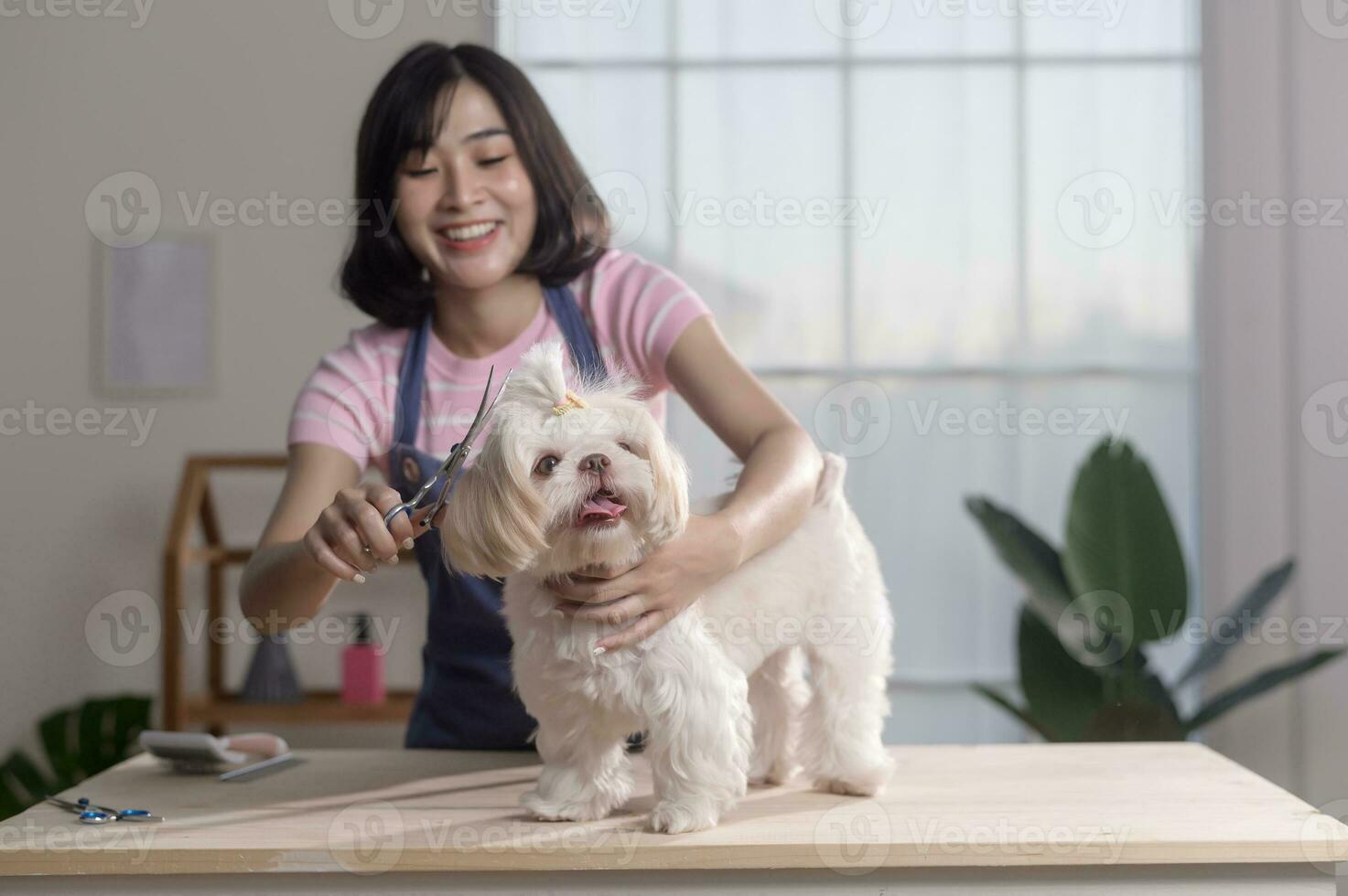 Female professional groomer trimming haircut and combing dog fur at pet spa grooming salon photo