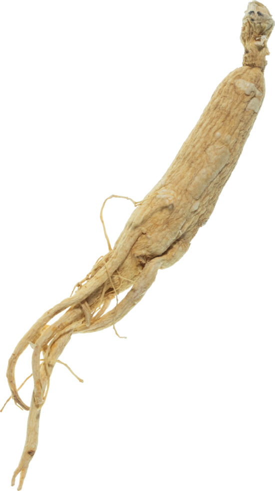 ginseng cut out on transparent background. png