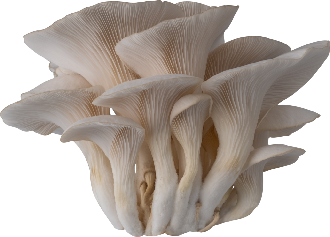 isolated oyster mushroom cutout on transparent background. png