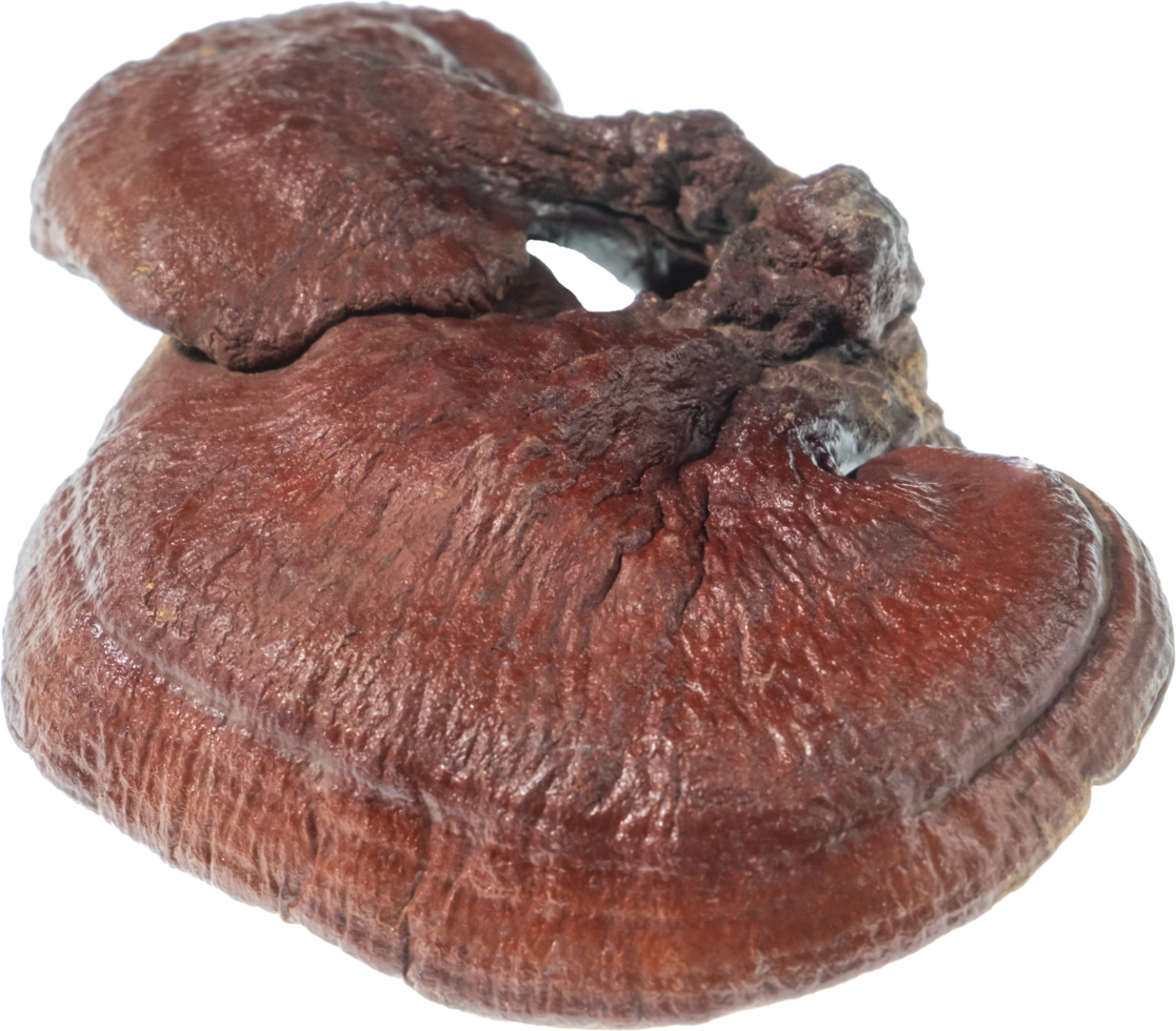reishi mushroom cut out on transparent background. png