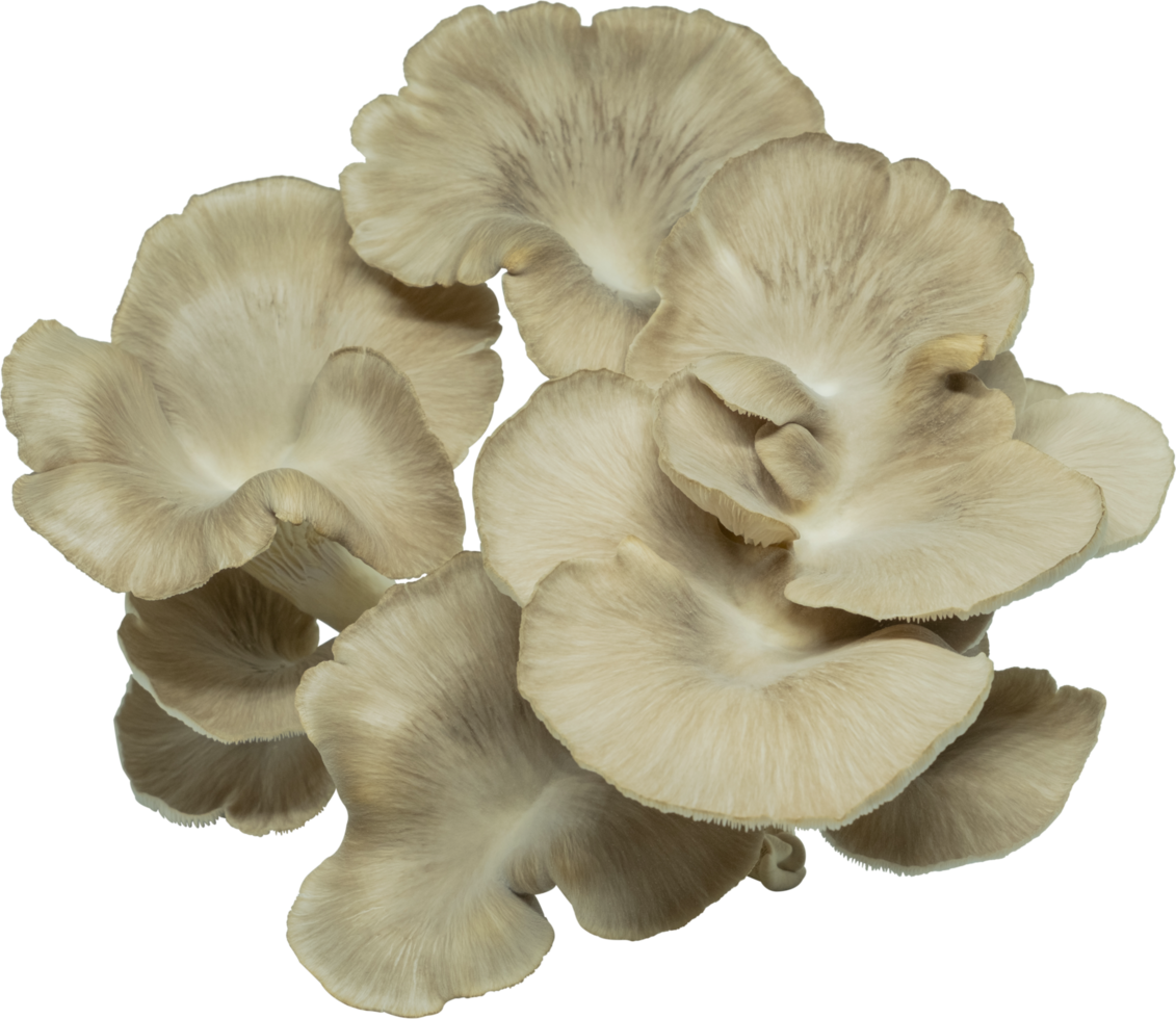 isolated oyster mushroom cutout on transparent background. png