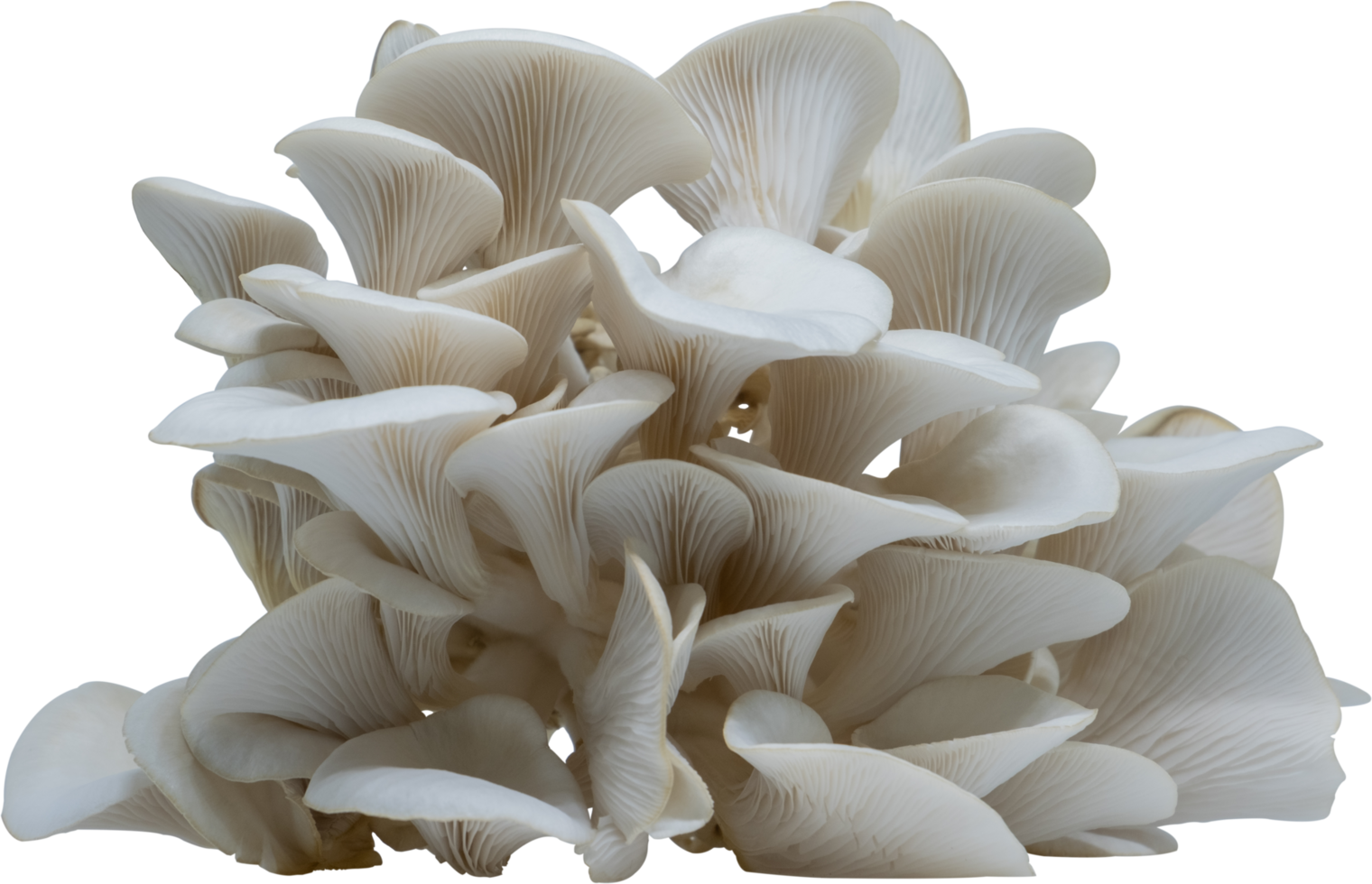 isolated oyster mushroom cutout on transparent background. png