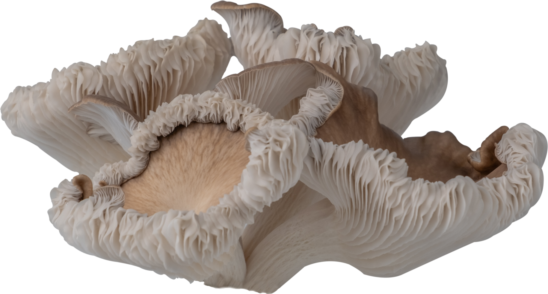 isolated oyster mushroom cutout on transparent background. png