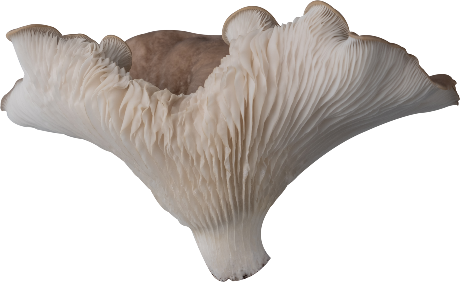 isolated oyster mushroom cutout on transparent background. png