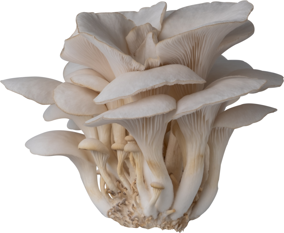isolated oyster mushroom cutout on transparent background. png