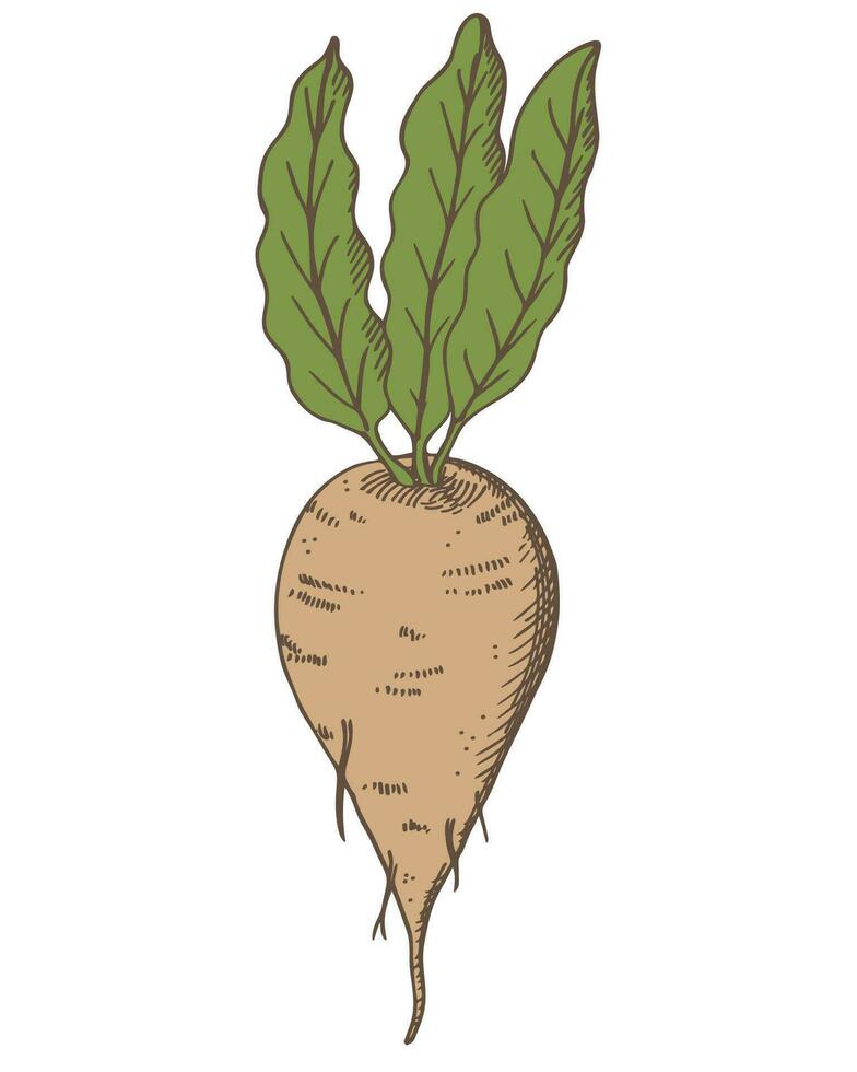 Sugar beet hand drawn engraved sketch vector illustration with sweet root plants sugar vegetables for print, logo, card, design template, label. Agriculture healthy food, ingredient, beetroot harvest