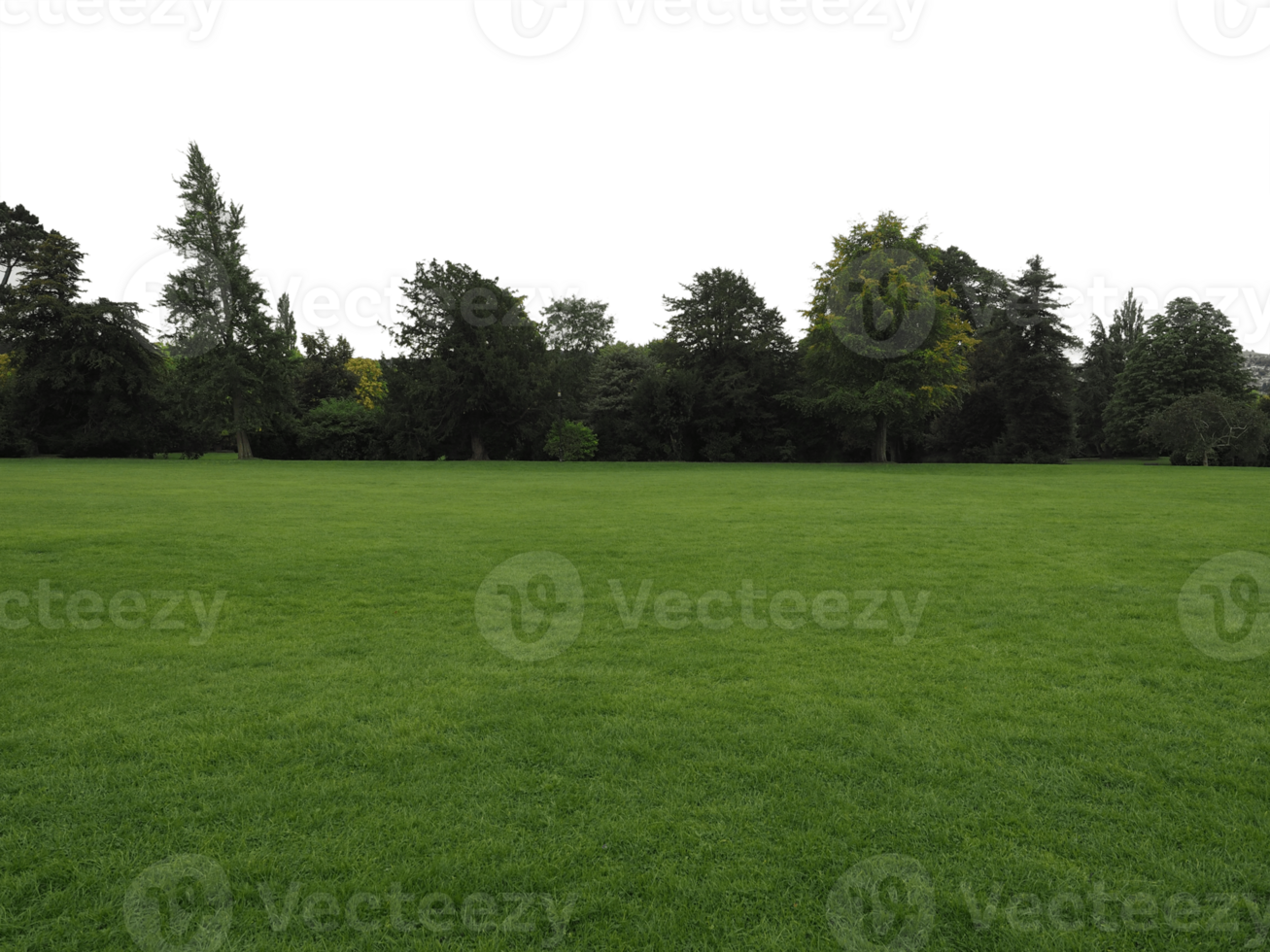 green meadow background transparent PNG