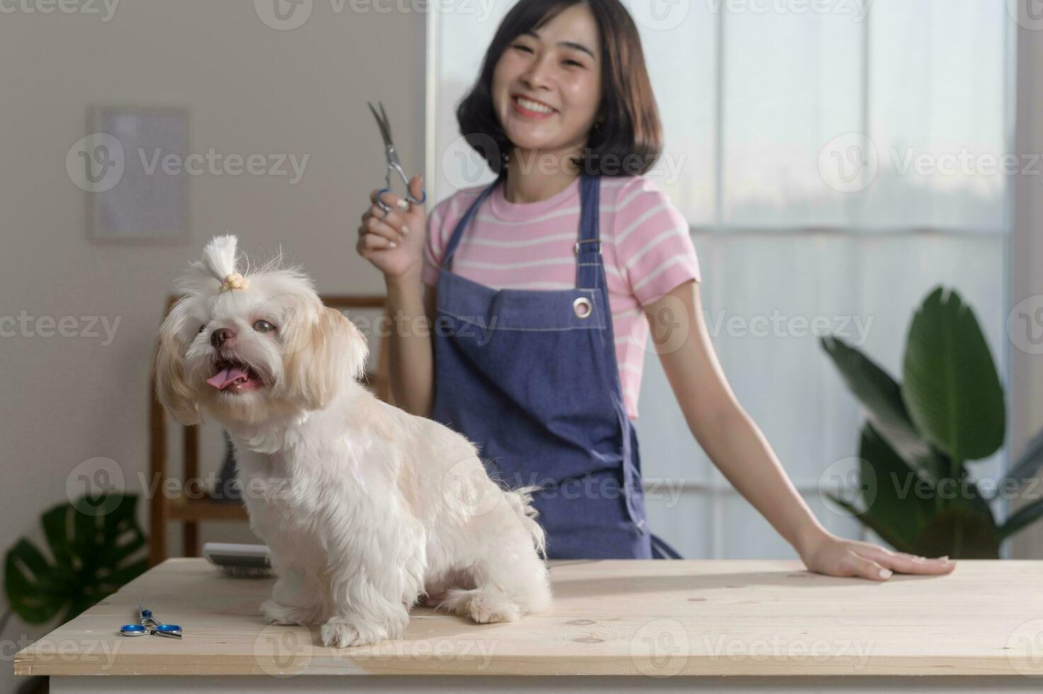 hembra profesional peluquero guarnición Corte de pelo y peinada perro piel a mascota spa aseo salón foto