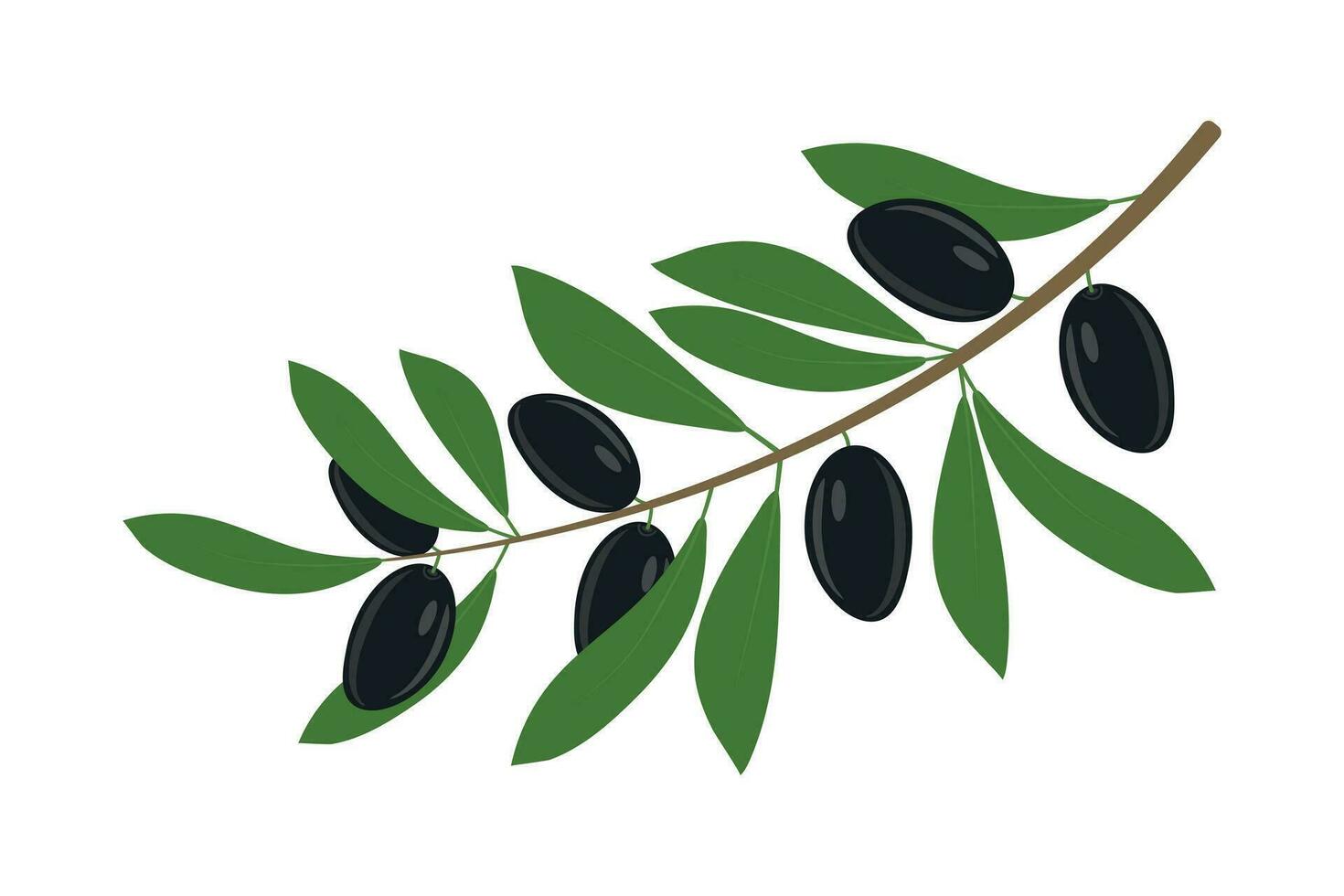 Olive branch with leaves and olives. Label, logo of olive oil. vector