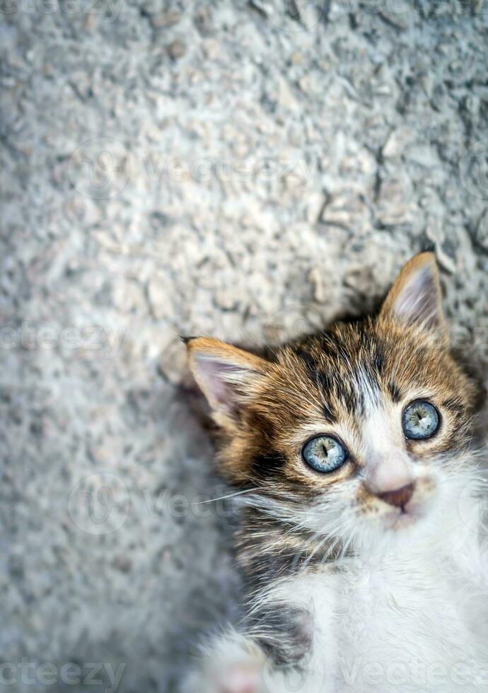 Adorable little cat photo