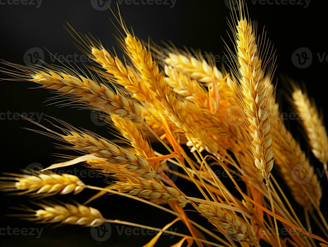 AI generated Yellow Wheat Ears Isolated on Black Background. Wheat Grains. Generative AI photo
