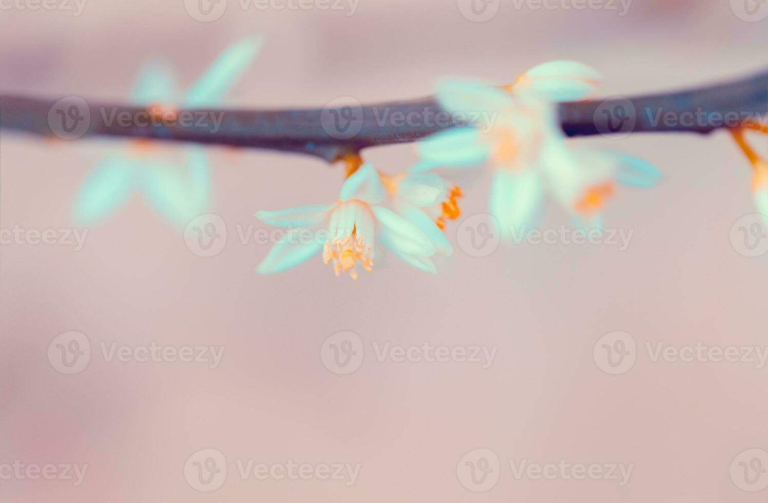 Mandarin blooming twig photo