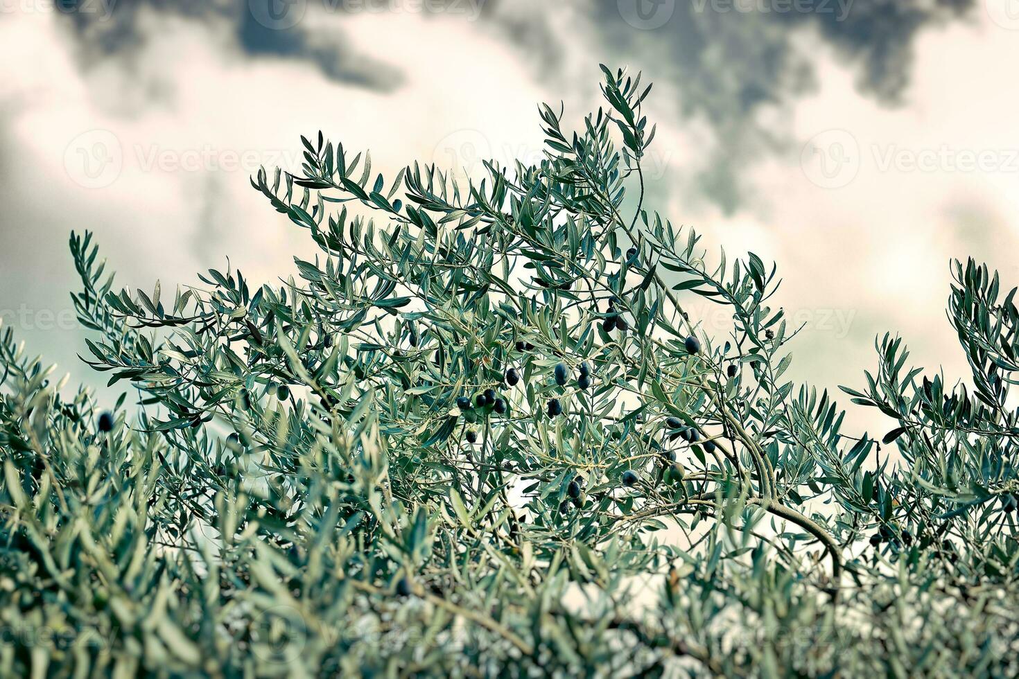 Olive tree background photo