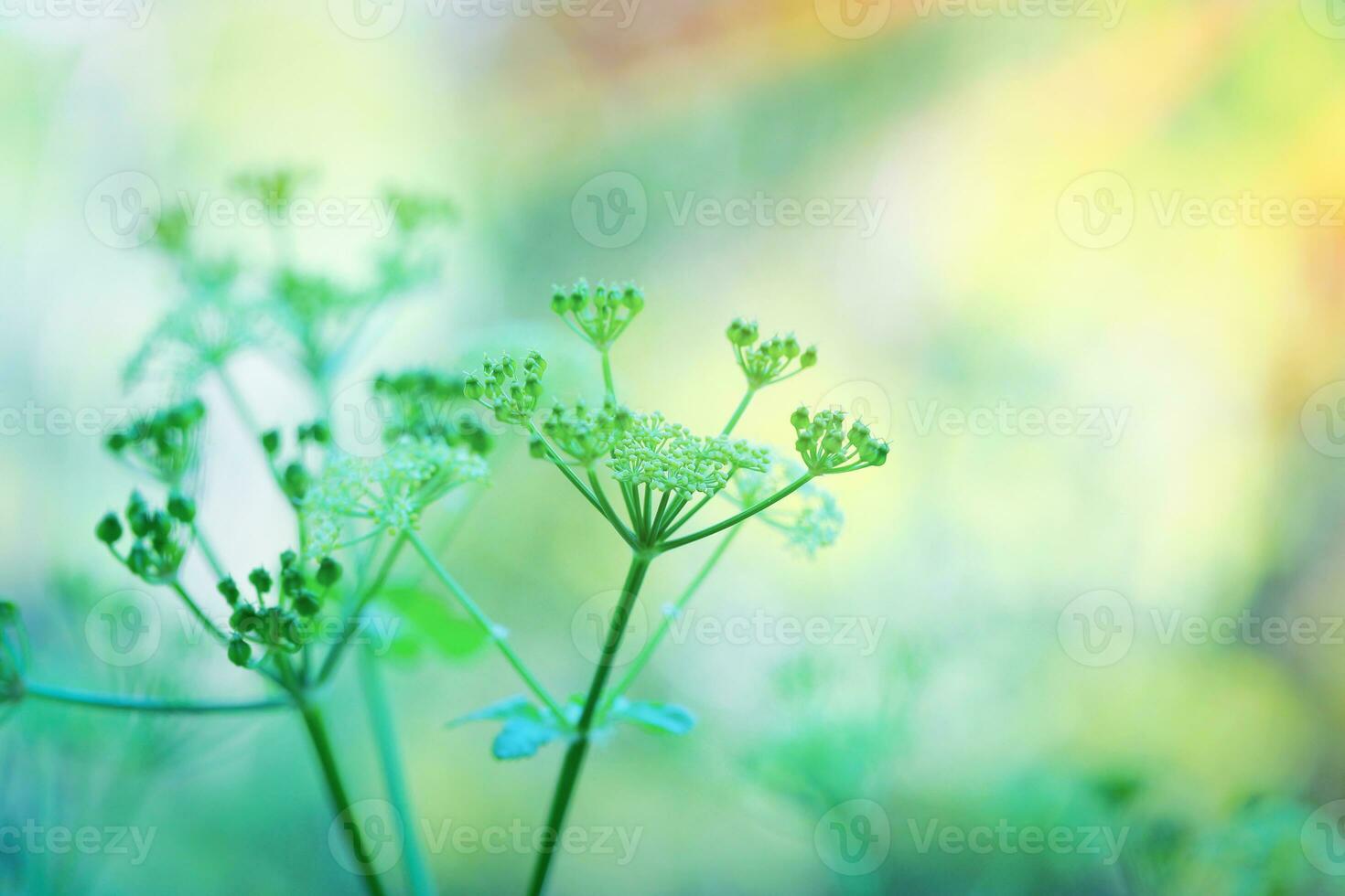 Gentle green flowers photo