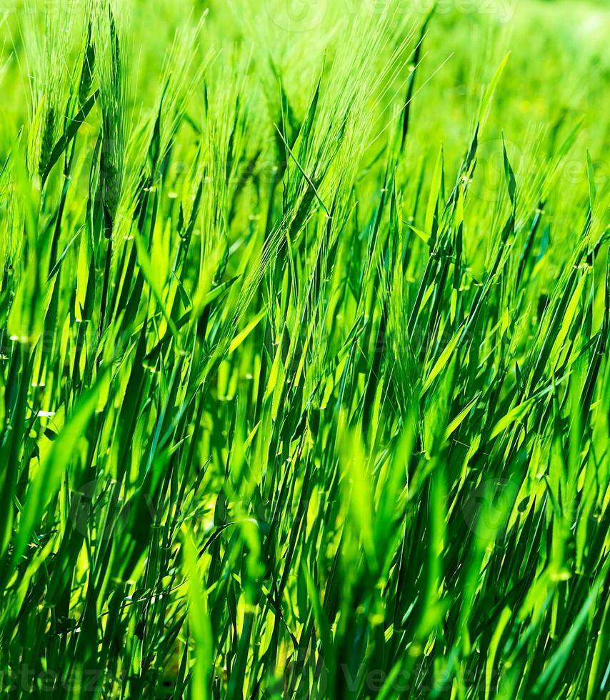 Fresh green grass background photo