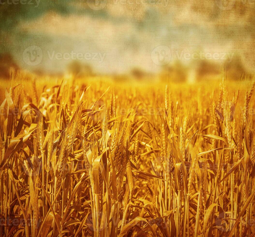 paisaje de campo de trigo foto