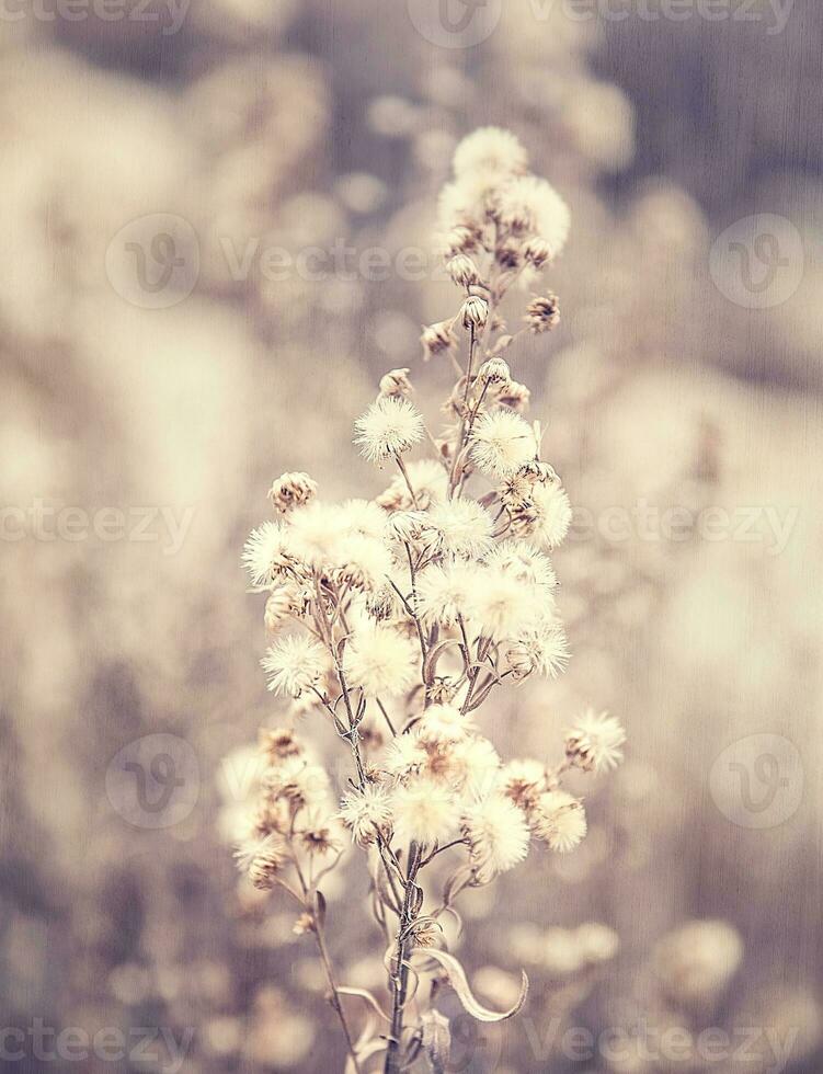 Abstract floral background photo
