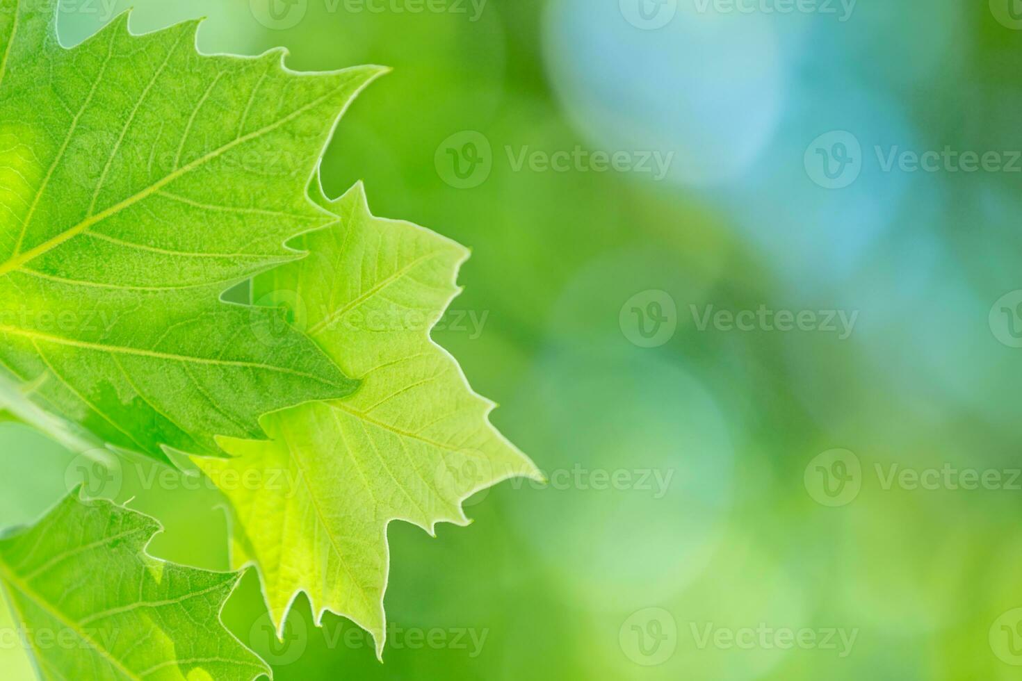 Fresh green grape leaf photo