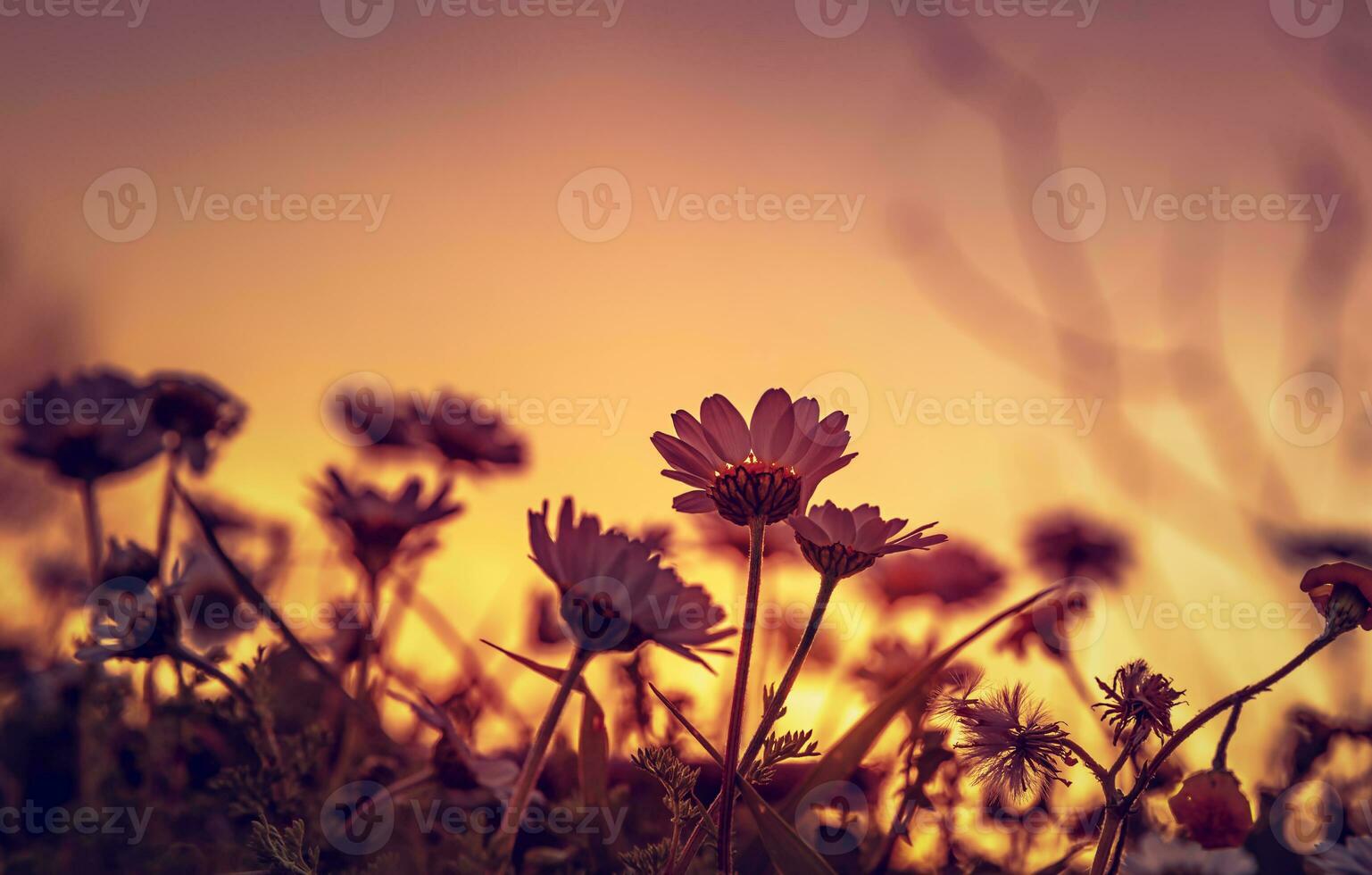 Daisy field on sunset photo