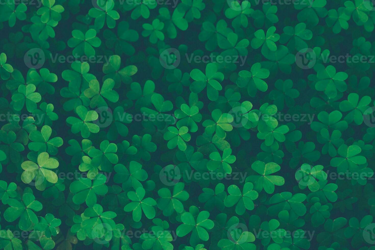 Lucky clover vintage background photo