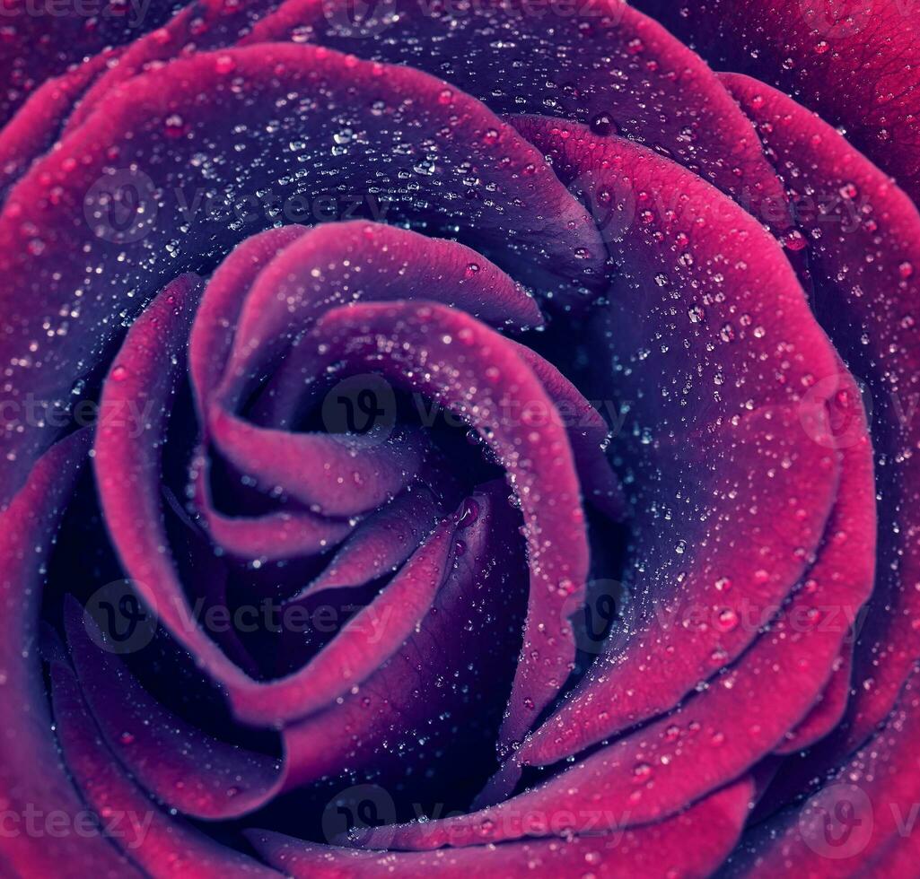 Beautiful rose background photo