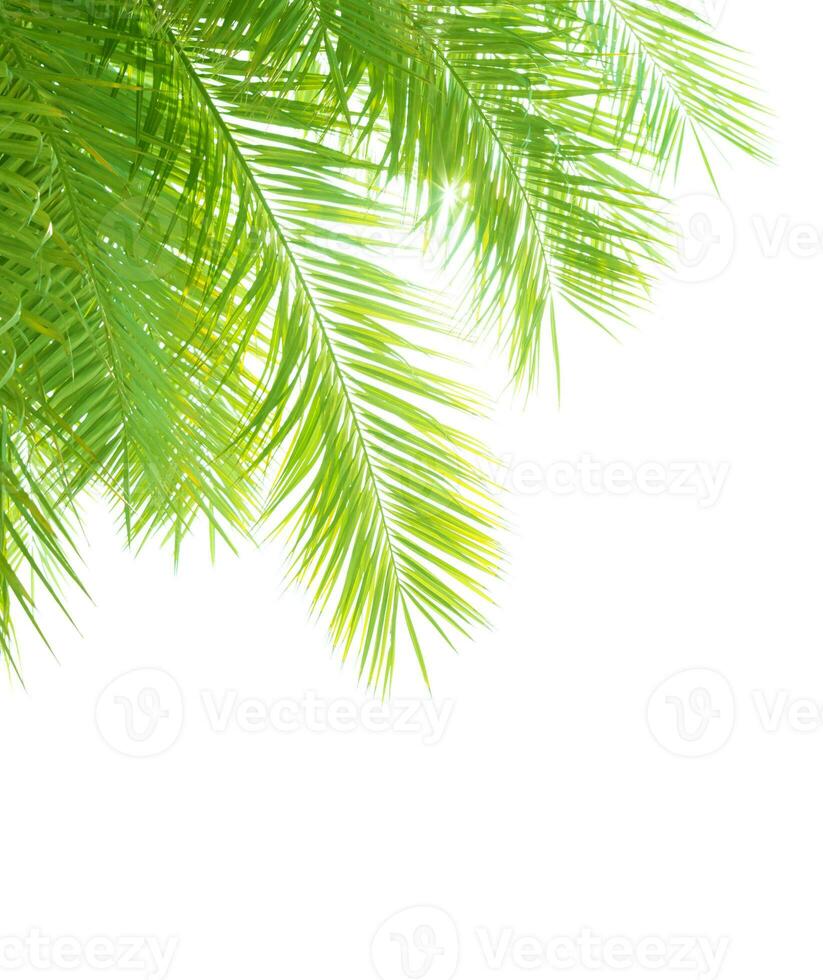 Palm tree leaves border photo