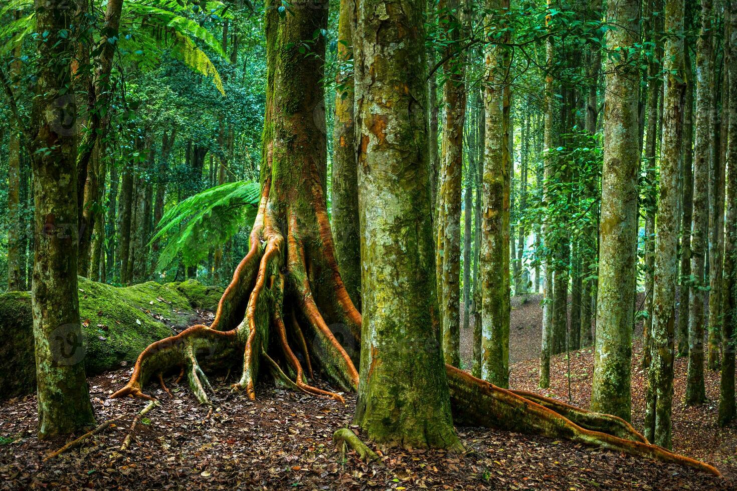 Botanic garden of Bali photo