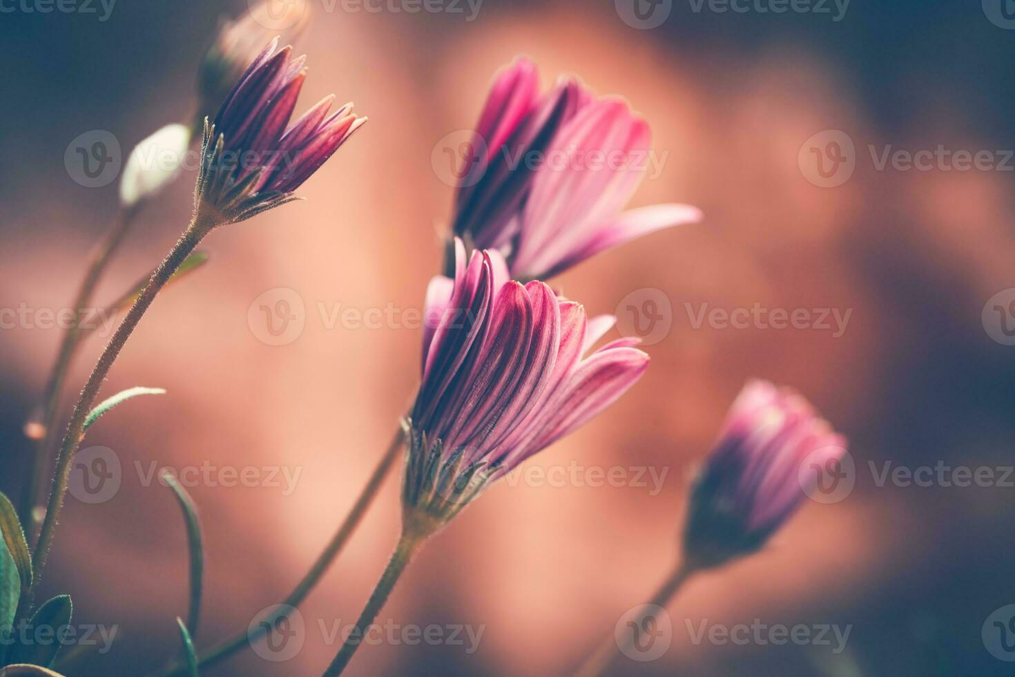 Beautiful daisy flowers photo