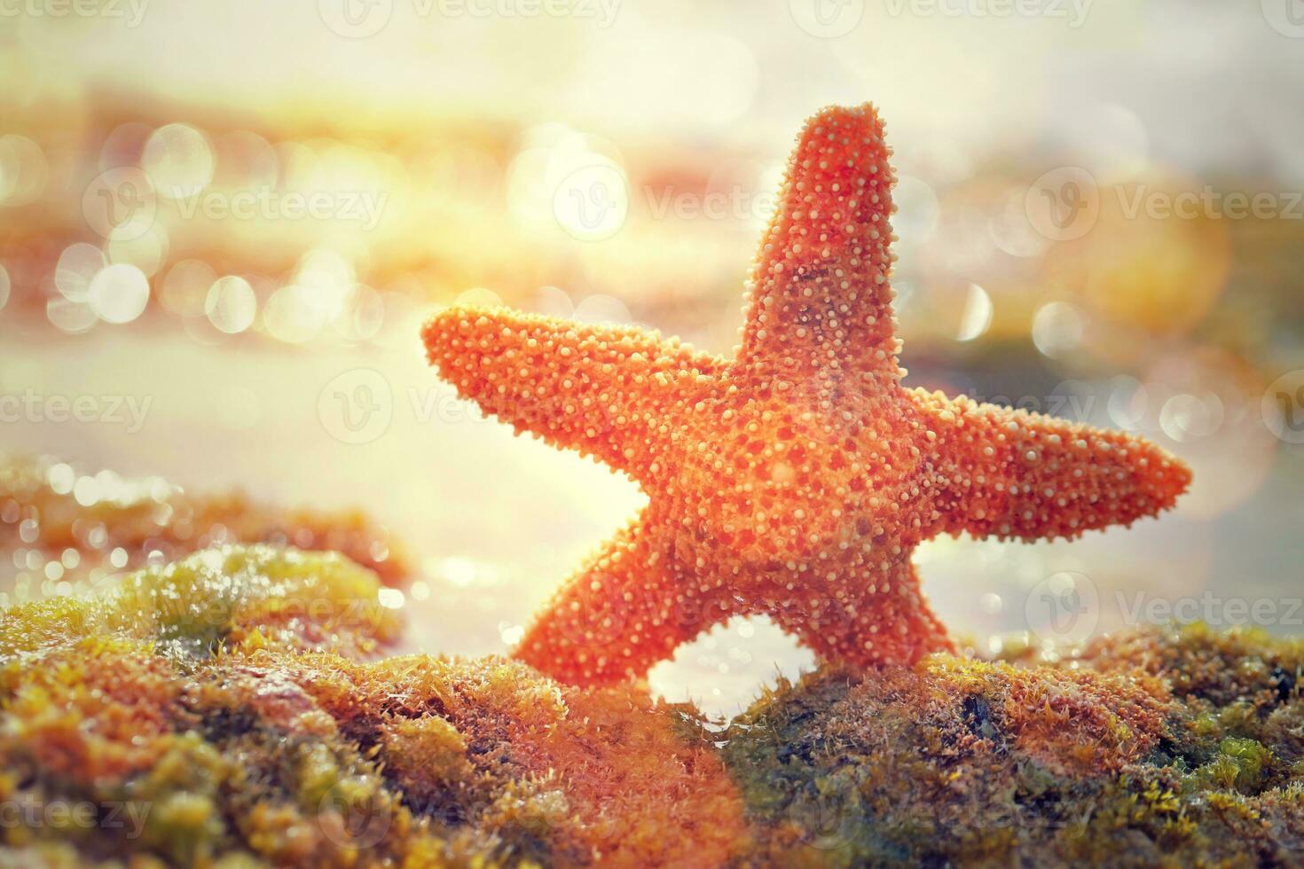 Beautiful starfish on the beach photo