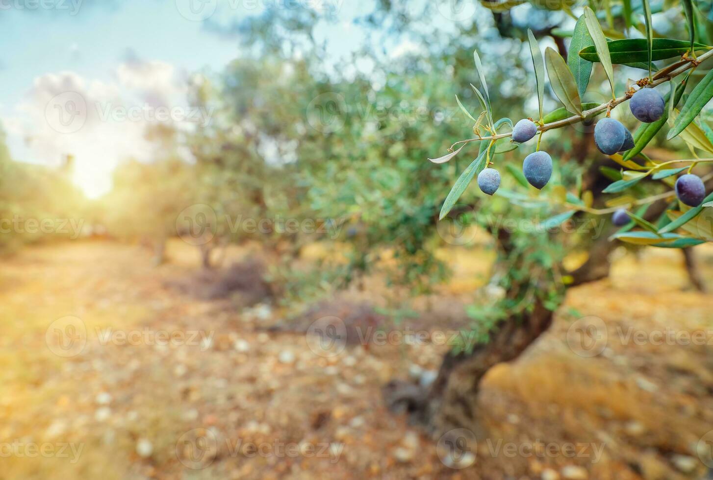 aceituna arboles jardín foto