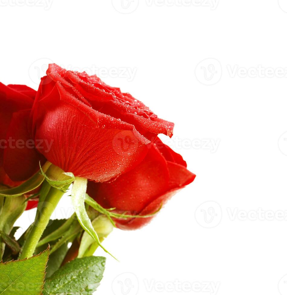 Red roses bouquet photo