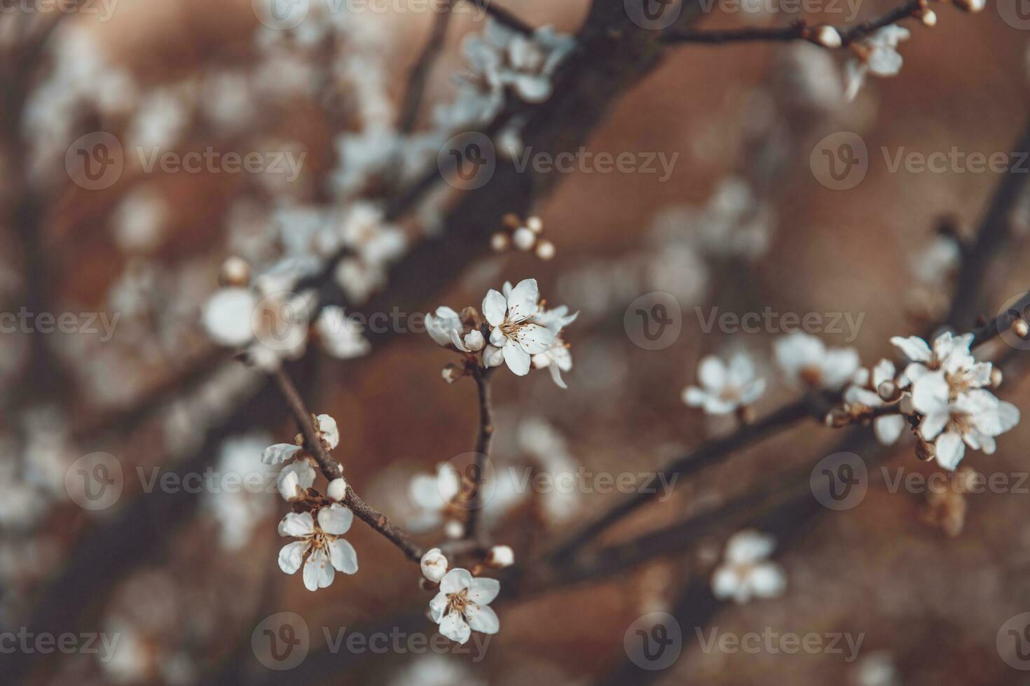 Beautiful cherry tree bloom background photo