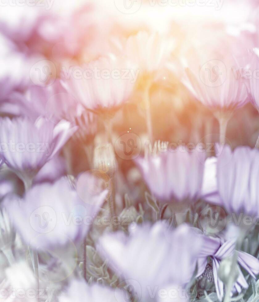 Soft focus of daisy field photo