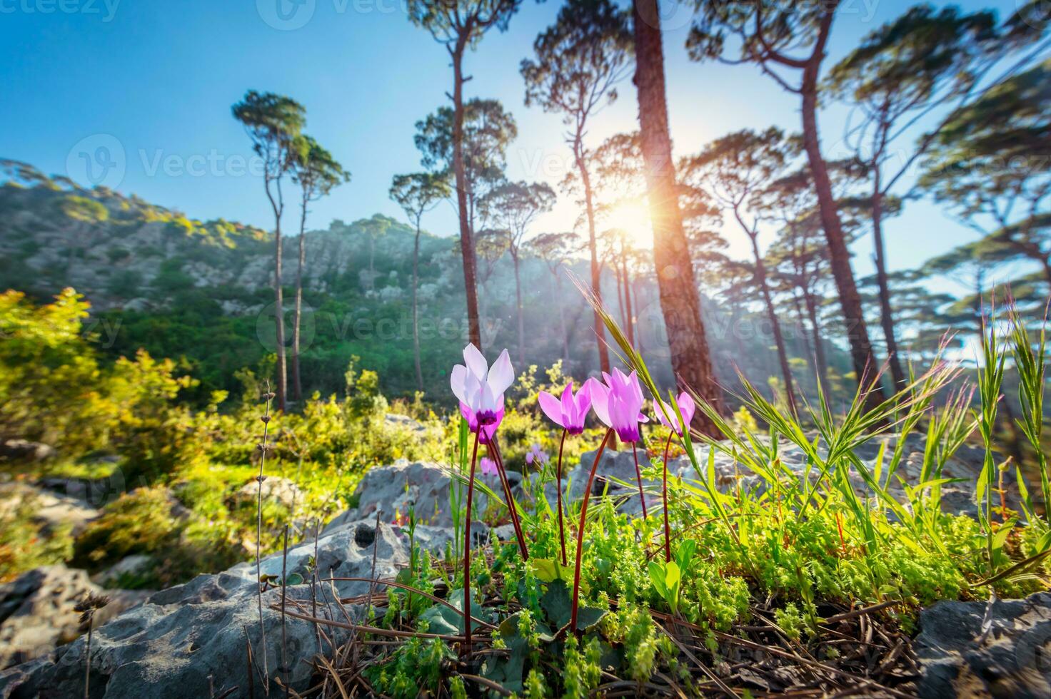 Beautiful wild flowers photo