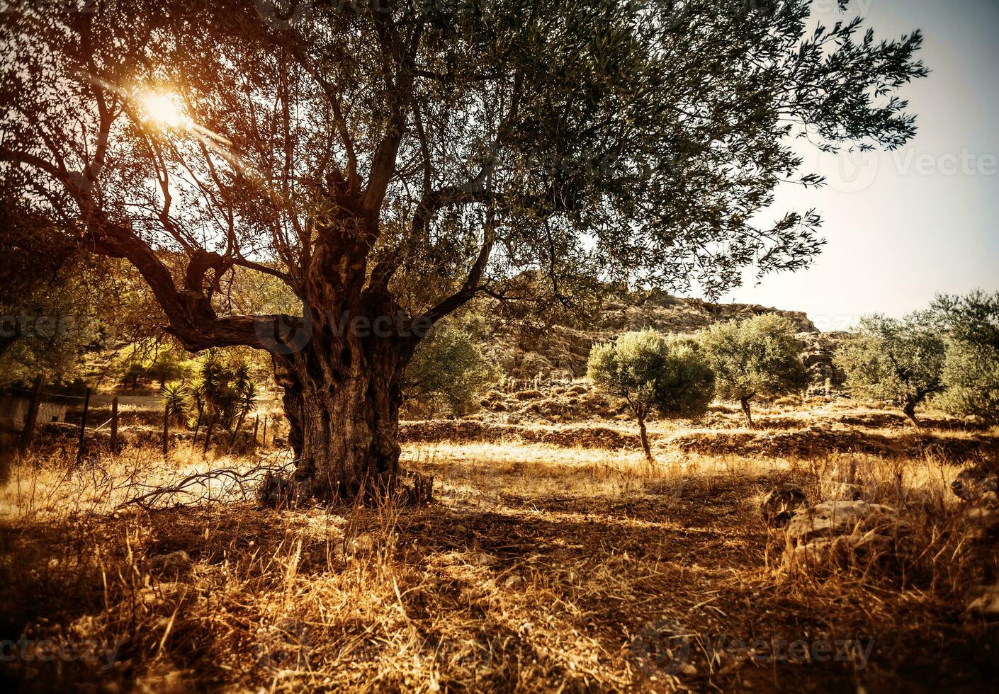 hermosa aceituna árbol foto