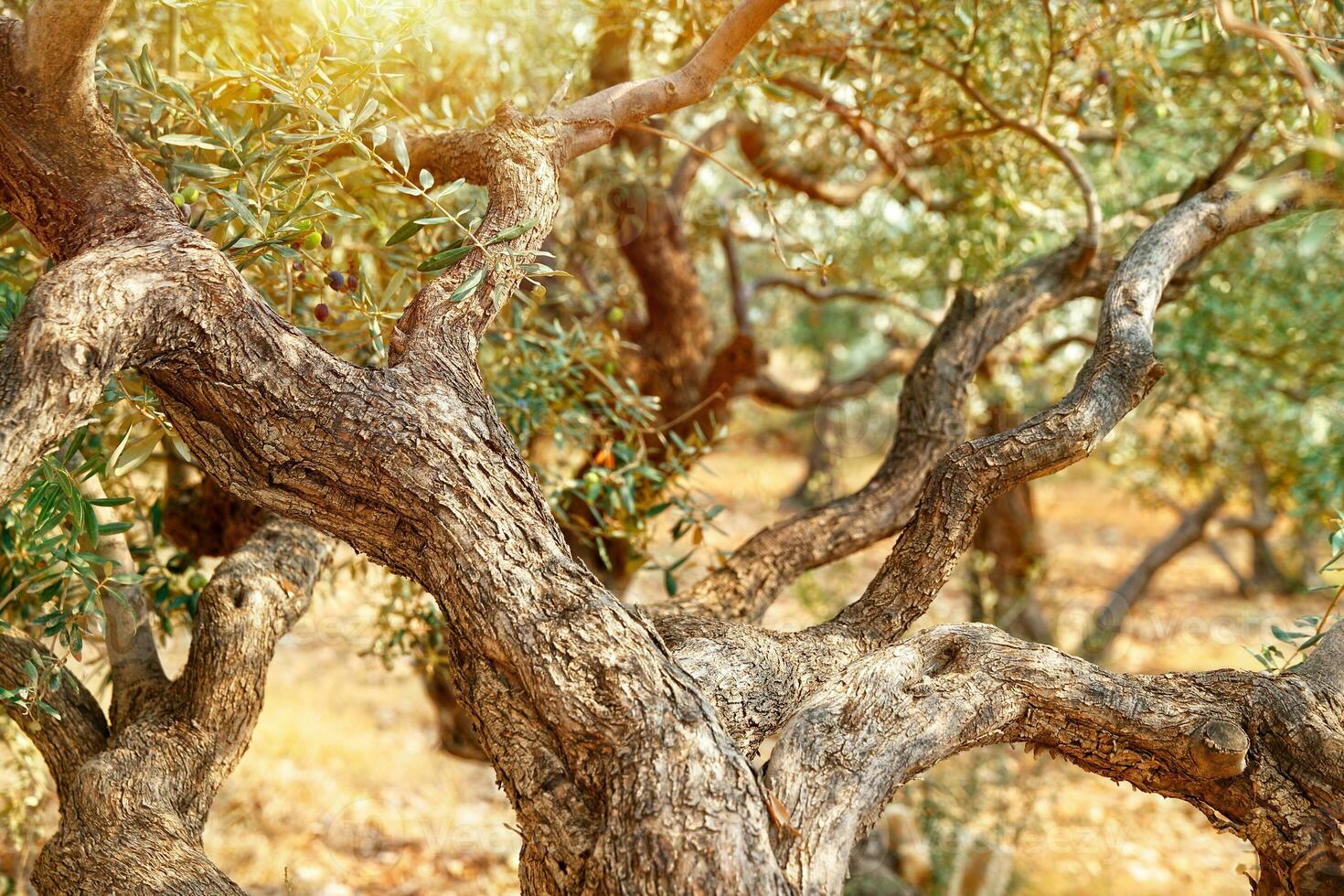 Olive trees garden photo