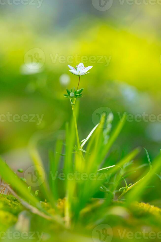 Blooming spring flowers photo