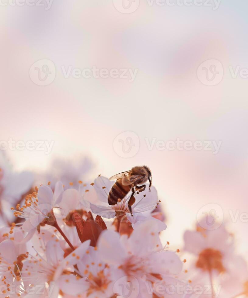 Little bee on the blooming cherry photo