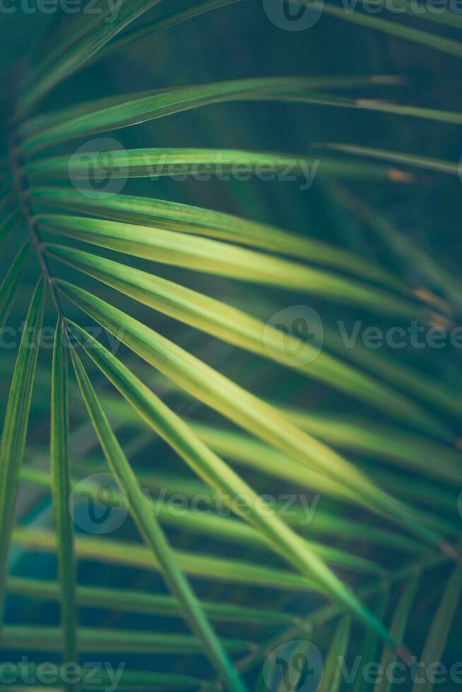 Palm Leaves Background photo