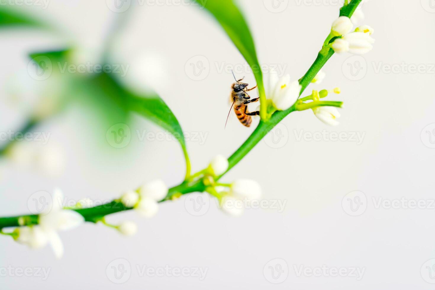 Honey bee on the flower photo