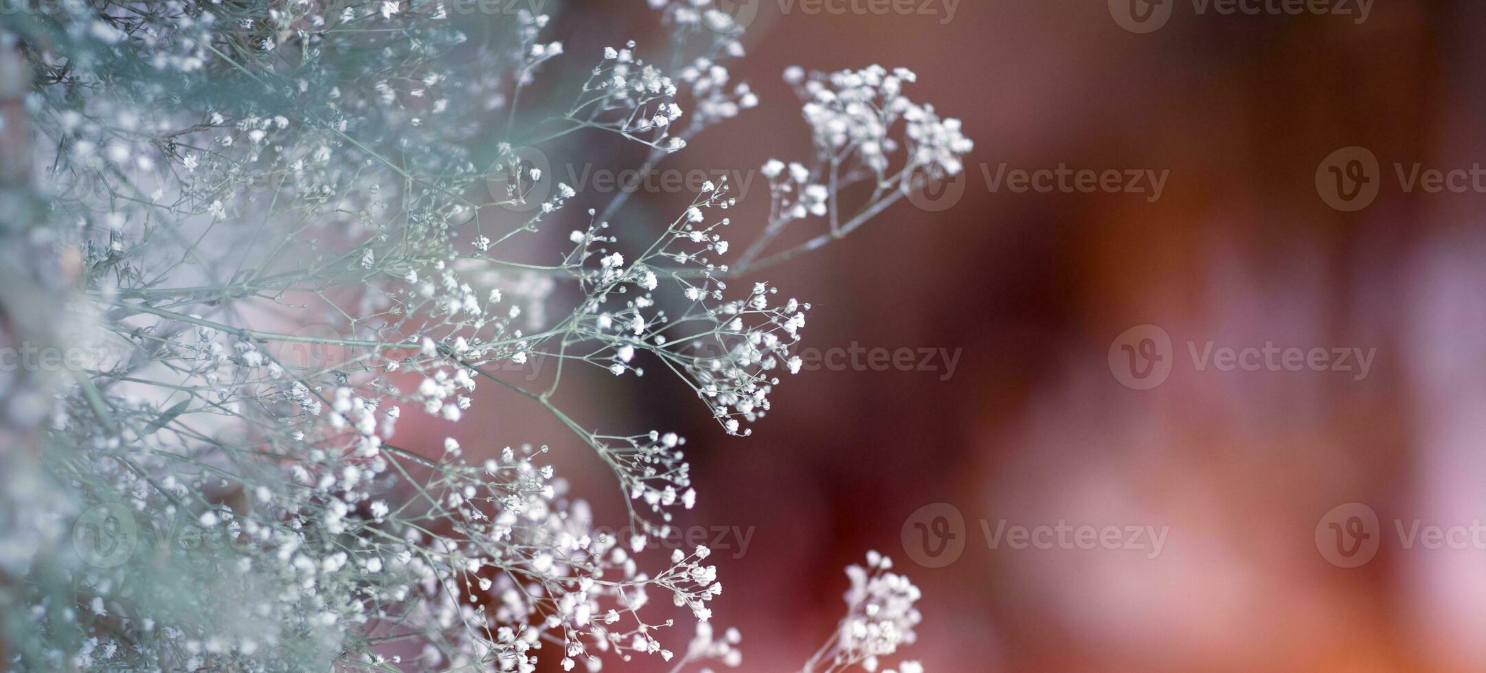 Little gentle white flowers photo