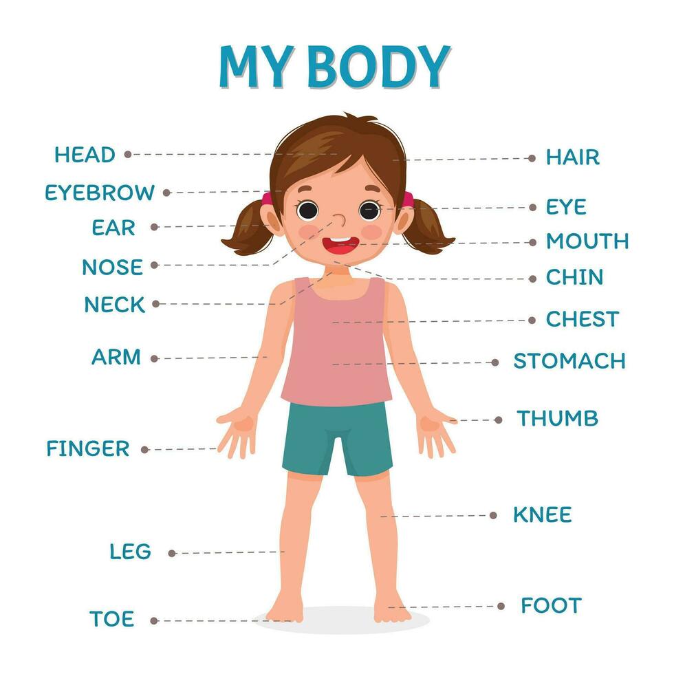 linda pequeño niña ilustración póster de humano cuerpo partes con diagrama texto etiqueta gráfico para niños aprendizaje educativo vector