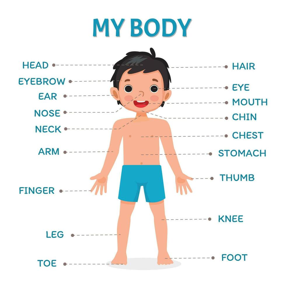 Cute little boy illustration poster of human body parts with diagram text label chart for kids learning educational purpose vector