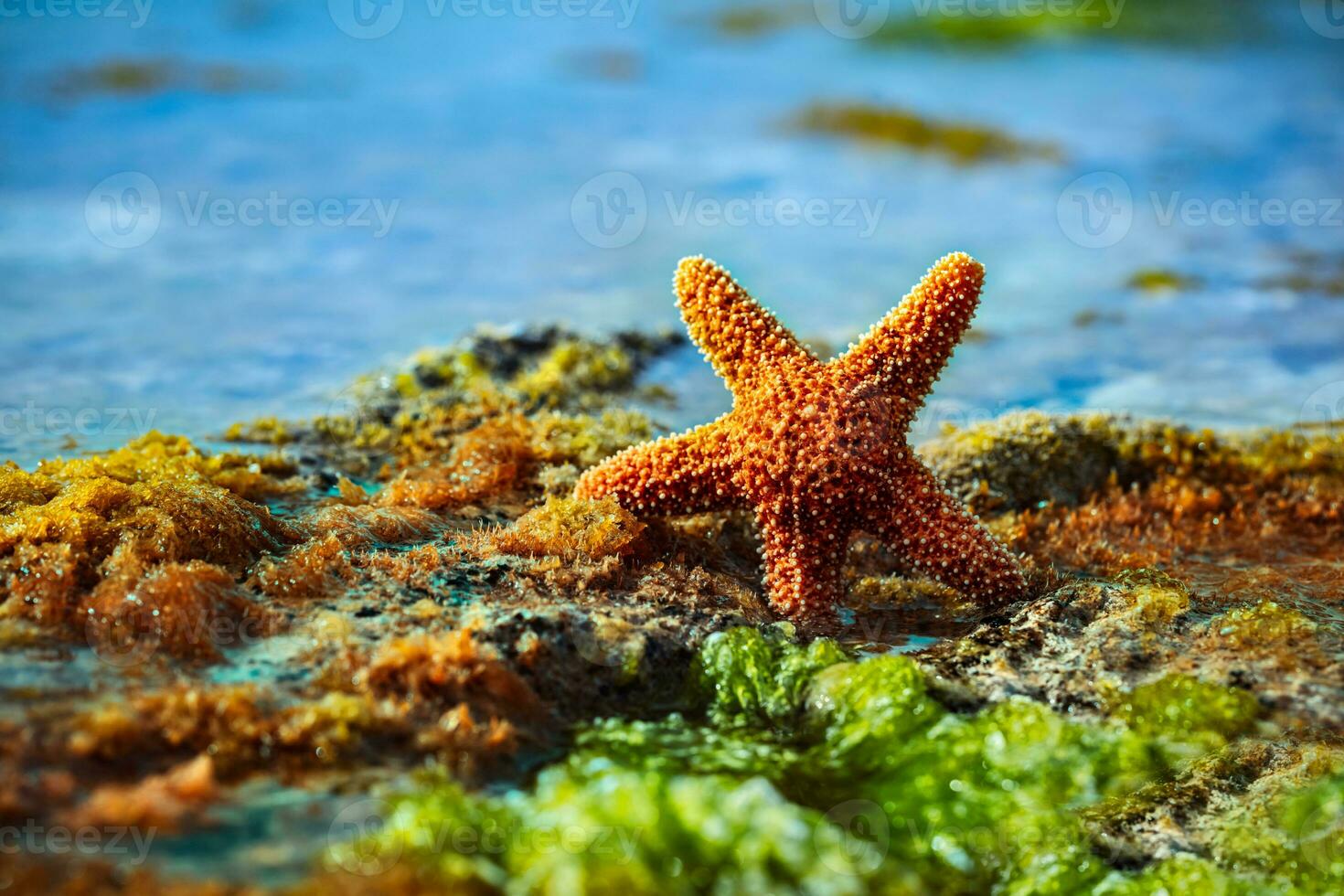 Beautiful starfish on the beach photo