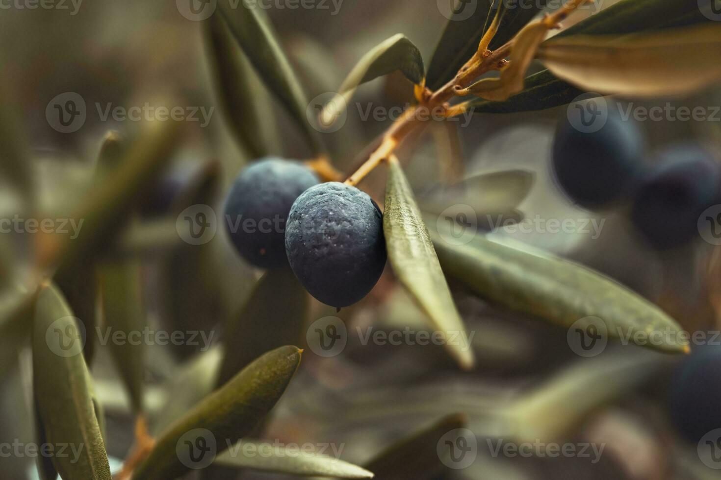 Black olive tree background photo