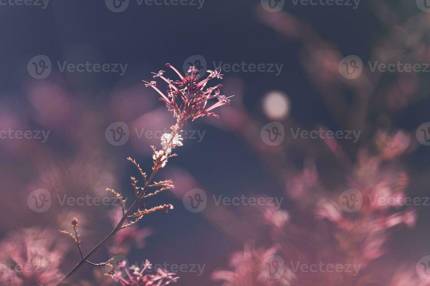 Floral vintage background photo