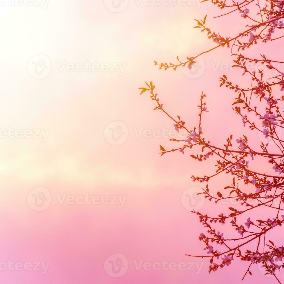 Apple tree blossom on pink sunset photo