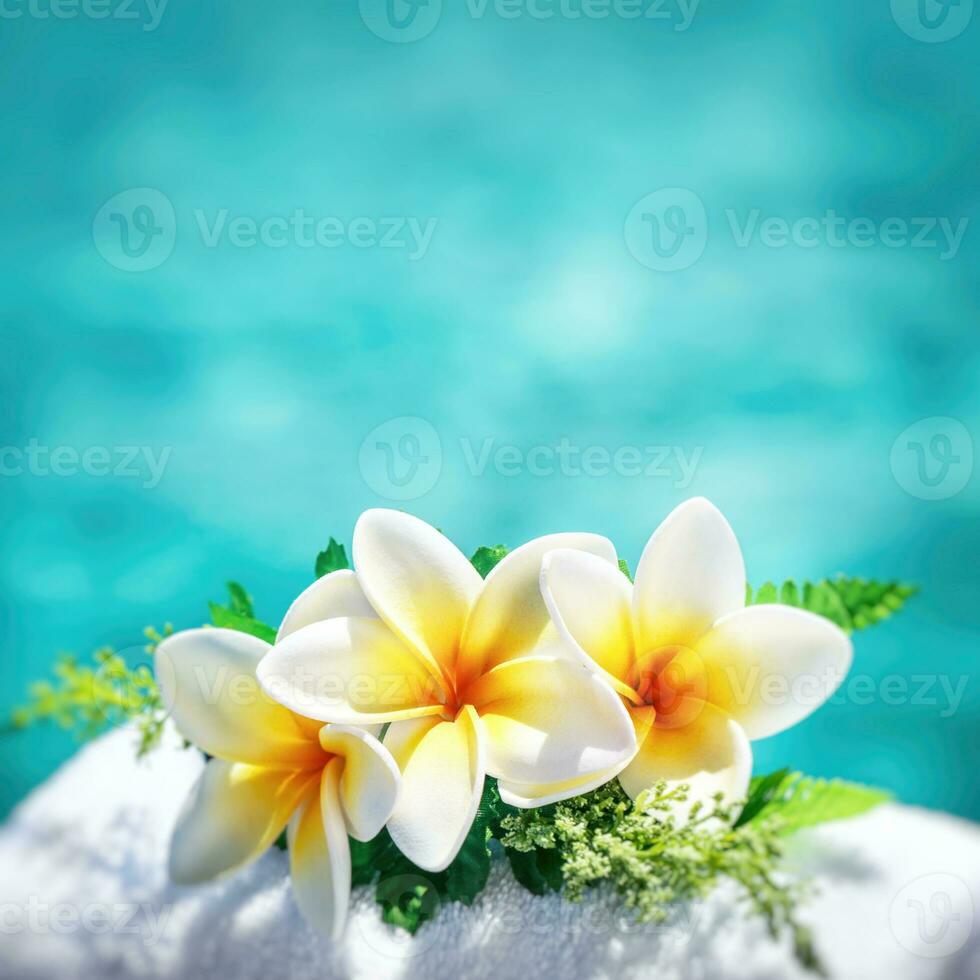 hermosas flores de frangipani foto