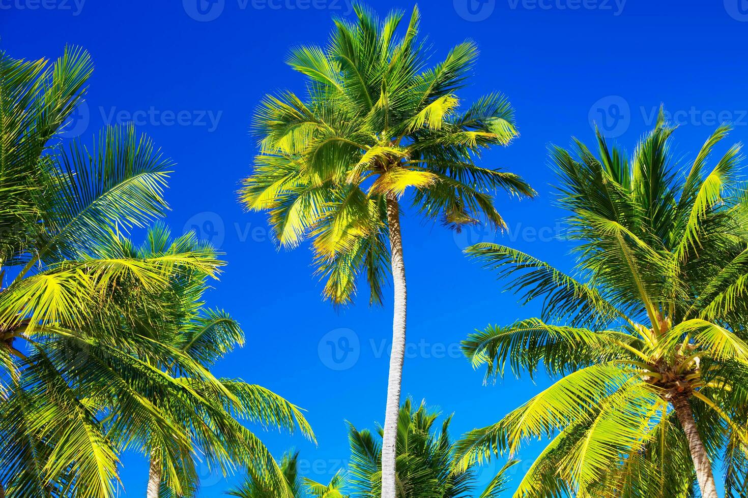 Abstract tropical background photo