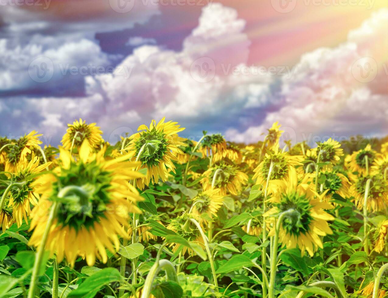 Beautiful sunflowers field in sunset photo